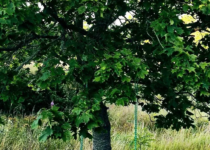 Campingplads Saaremaa Saunakompleks Kanissaarel Kanissaare